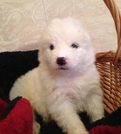 Samoyed puppy who is full of life