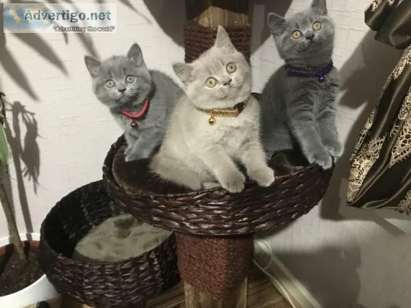 Scottish Fold Kittens