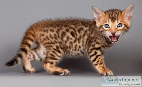 Rosetted Bengal kitten