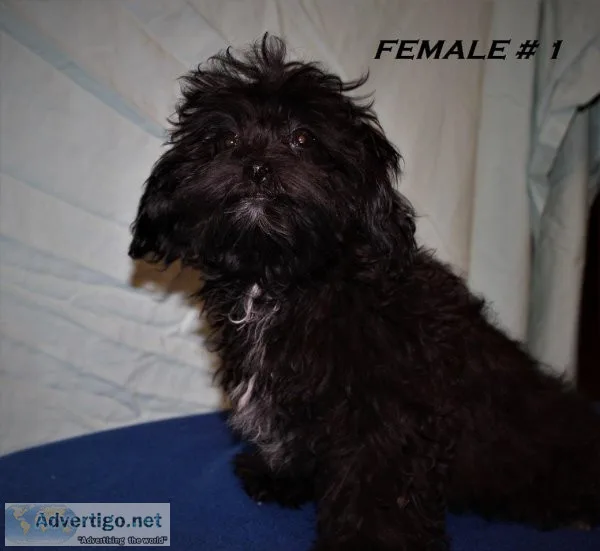 Sweet ShihPoo Puppies