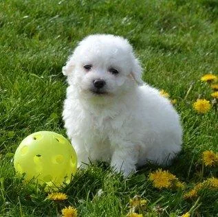 Home Raised Bichon Frise puppies