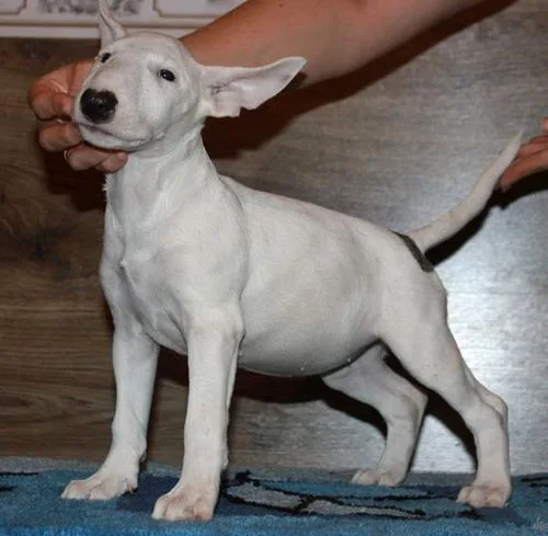 AKC Bull Terrier puppies