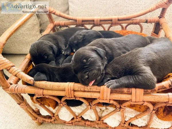 Cane corso puppies