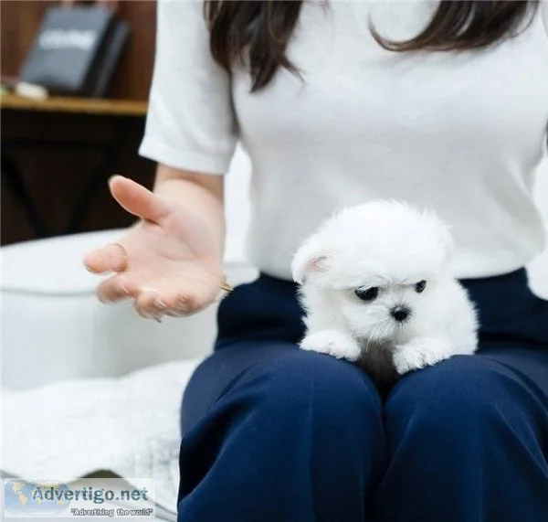 outstanding Maltese puppies