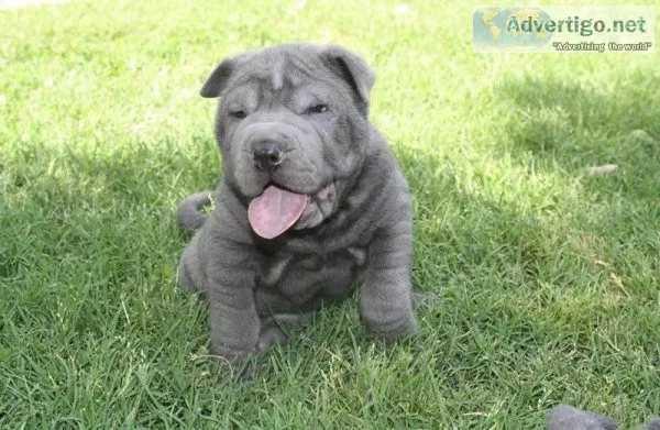 Quality Pure Breed Sharpei Puppies