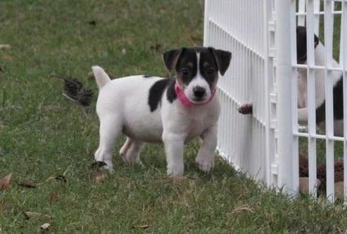 Well Socialized Jack Russel Terrier puppies