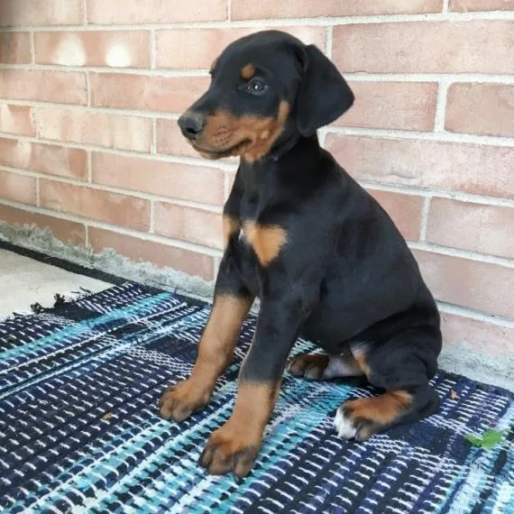 Excellent Doberman Pinscher Puppies