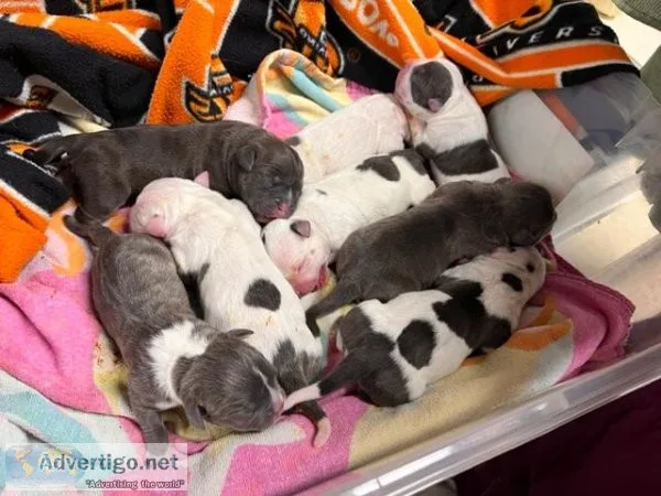 Exotic Bullies 2M 6F ABKC reg