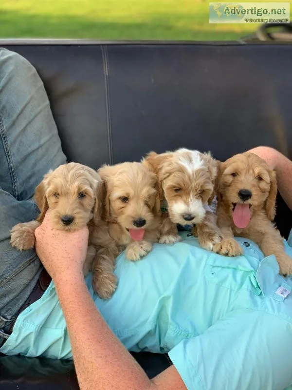 Christmas labradoodles