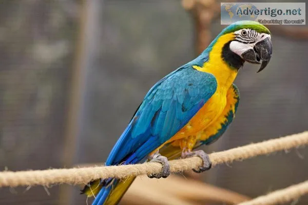 Blue and Gold Macaw