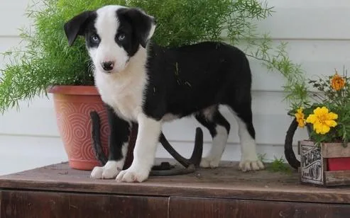 Ready Now Border Collie puppies