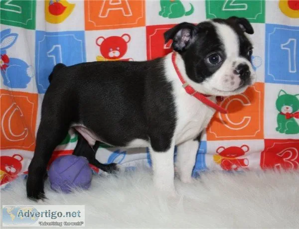AKC reg. Boston Terrier puppies