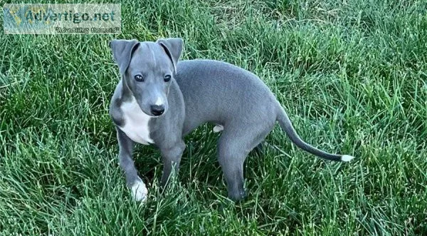 AKC reg. Italian Greyhound puppies