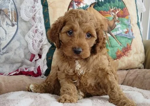 Beautiful female and male Cockapoo puppies.