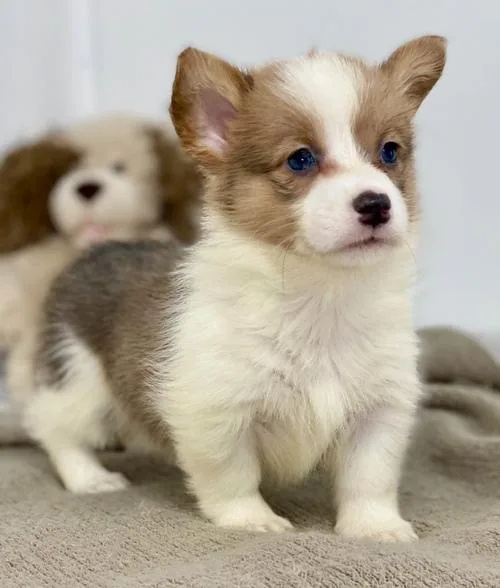 AKC reg. Pembroke Welsh Corgi Puppies