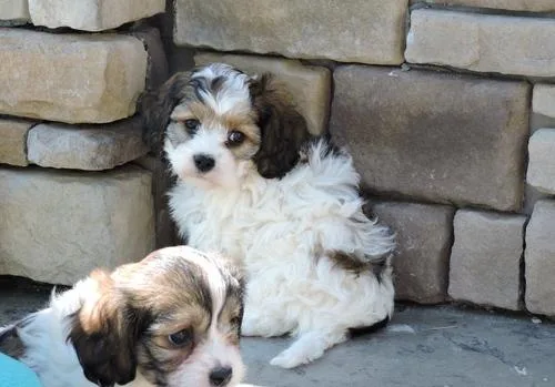 Beautiful Cavachon Puppies For Sale