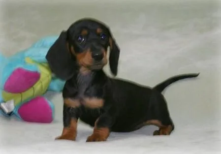 Home Raised Dachshund puppies