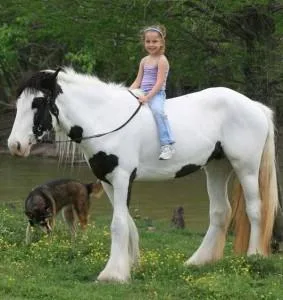 12.2hh 4 year old Piebald Quality Gypsy Cob Traditional Gelding.