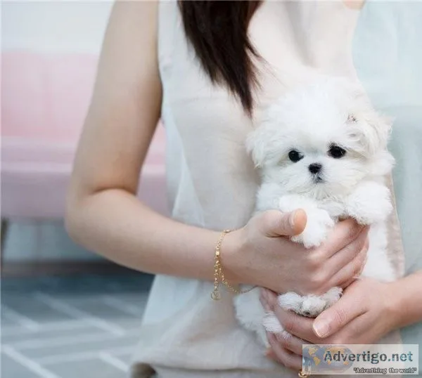 Awesome T-Cup Maltese Puppies Available