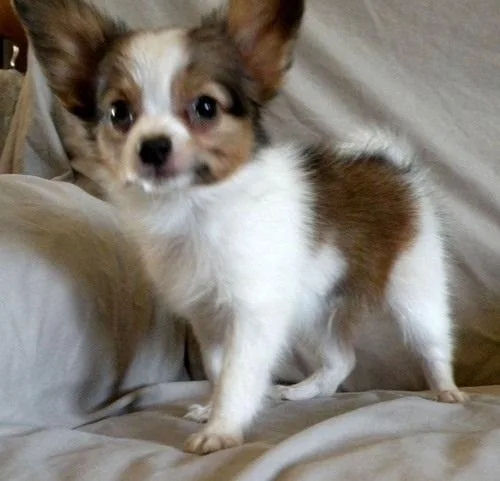 AKC reg. Papillon puppies