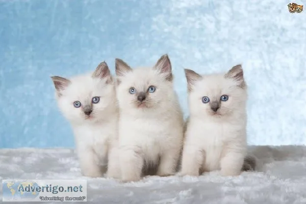 Show Quality Ragdoll Kittens