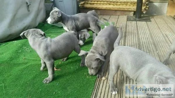 Staffordshire Bull Terriers puppies.