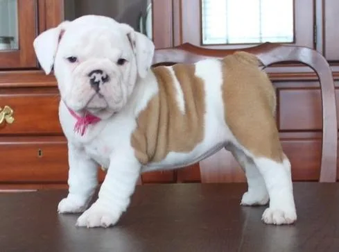 Top Healthy Bulldog puppies available For sale.
