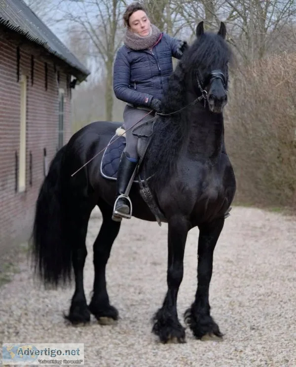 Outstanding 14.2hh Friesian.