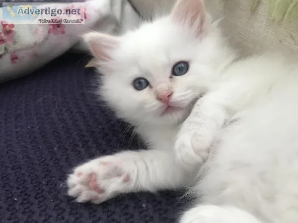 Beautiful Cream and Flame point Ragdoll kittens for sale