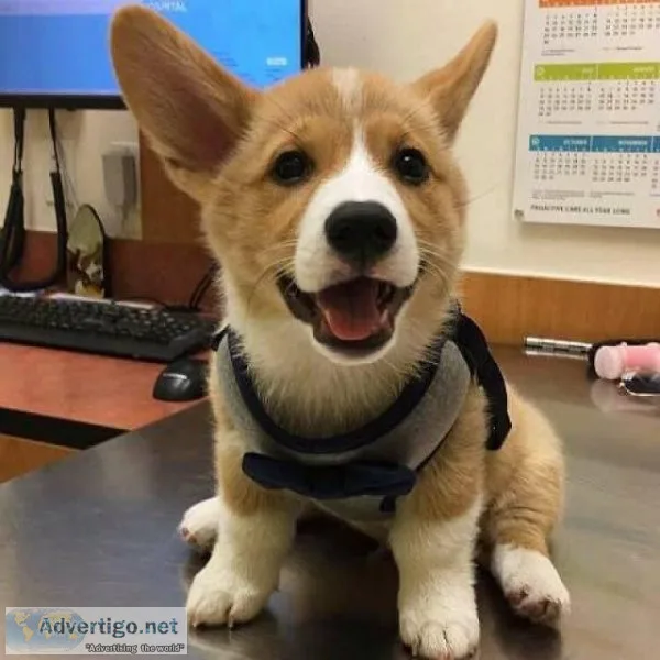 Welsh Pembroke Corgi s Kc Registered
