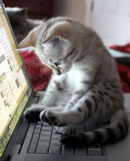 Egyptian Mau kittens