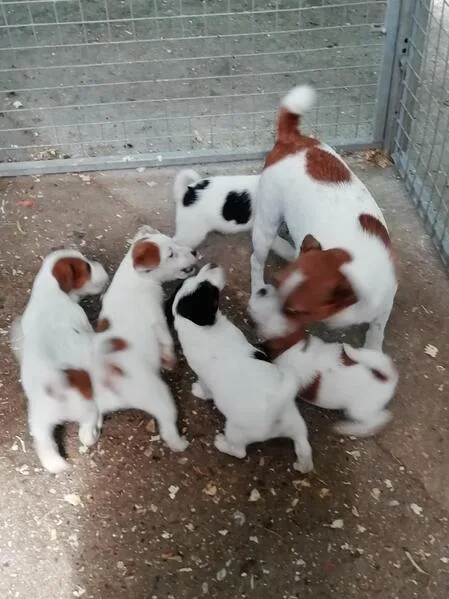 Excellent Jack Russell Terrier puppies