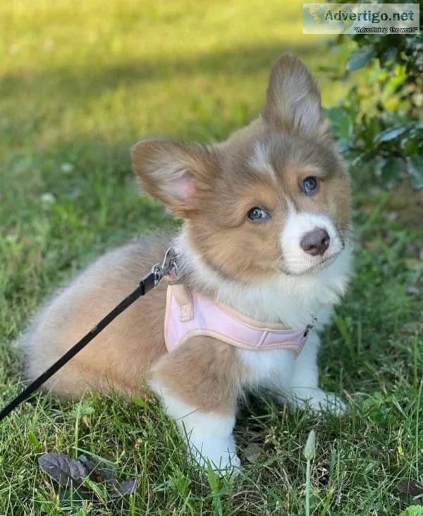 corgi puppies for sale price negotiable