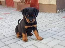 Get adorable Rottweiller puppies