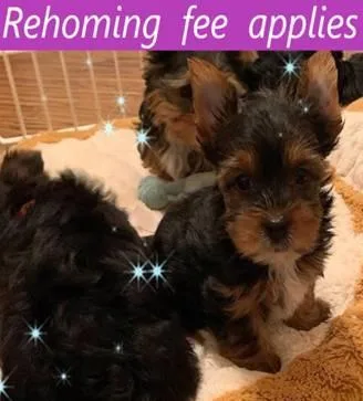 Rehoming Yorkie dog