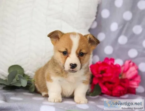 Akc Maleand female Pembroke Welsh Corgi Puppies  Adorable AND fr