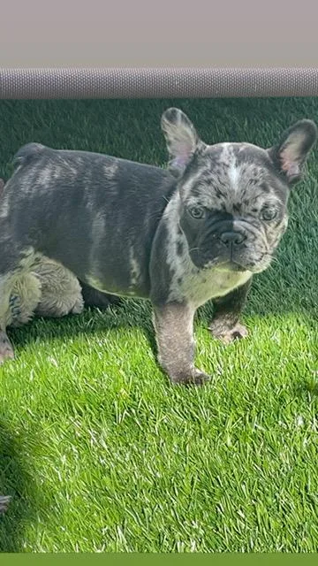 French Bulldog Puppies