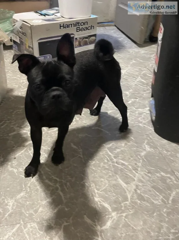 pug