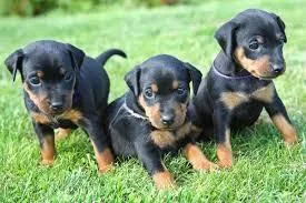Get adorable doberman puppies