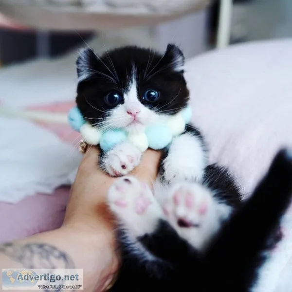 Munchkin kittens for sale