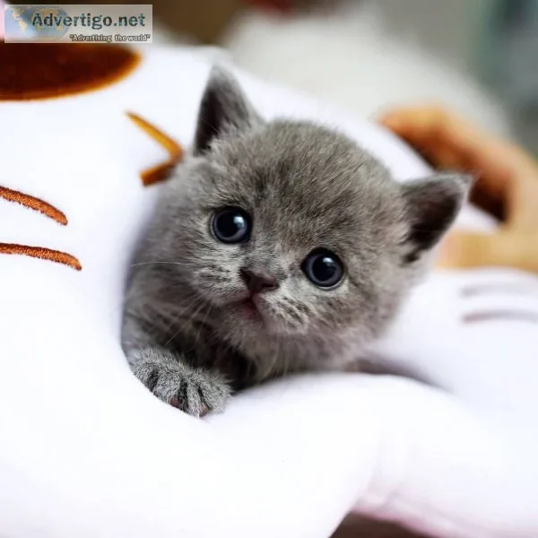 Munchkin kittens for sale