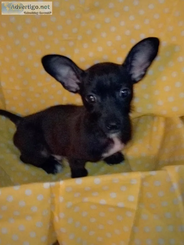 Tiny Chorkie Boy Pup