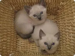 Adorable Siamese Kittens