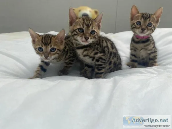 Outstanding TICA registered Brown Rosetted Bengal kittens