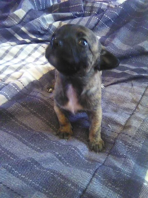 male chihuahua