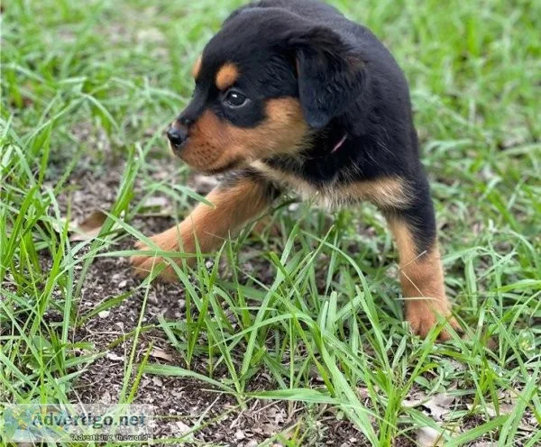 Cute Rottweiler for Adoption