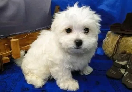 Beautiful AKC Puppies Ready For Adoption(719) 582-4599