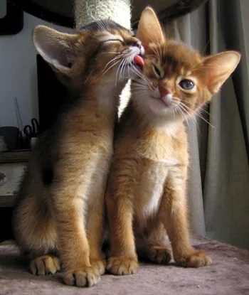 Abyssinian kittens