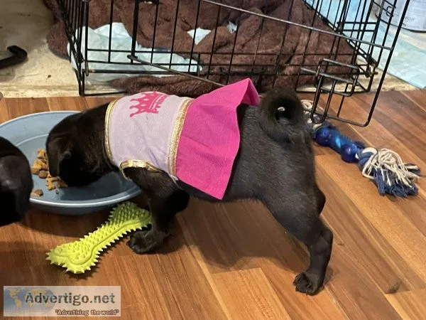pug puppies