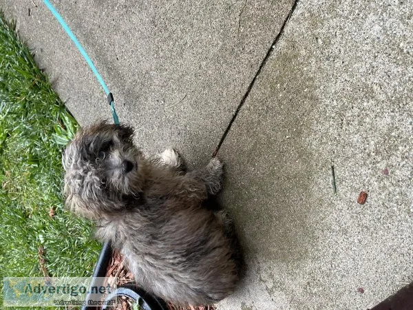 Havapoo puppy male